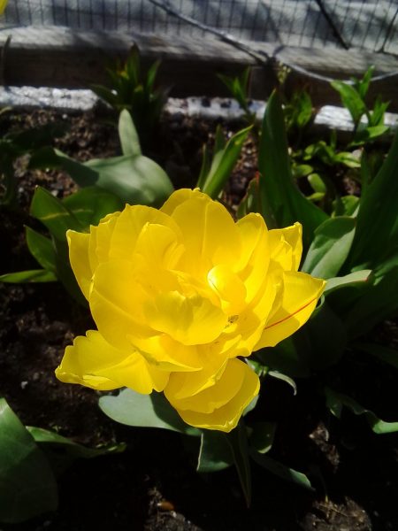 Весна - пора цветов. Тюльпаны яркие огоньки посреди оживающего сада